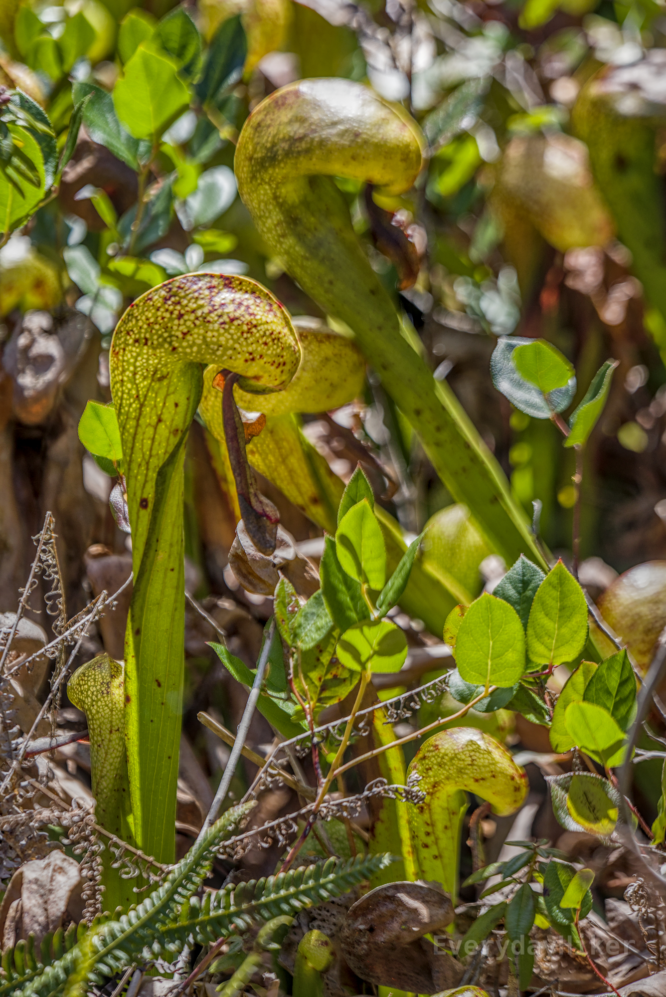 A couple of pitcher plants growing in a bog like cobras waiting to strike, with a few types of ferns and other vegetation growing among them.