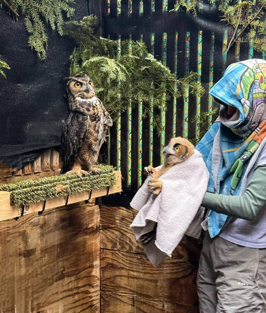 A shrouded figure offers a young flustered owl to an elder individual standing above it, which looks away and communicates disapproval with its body.