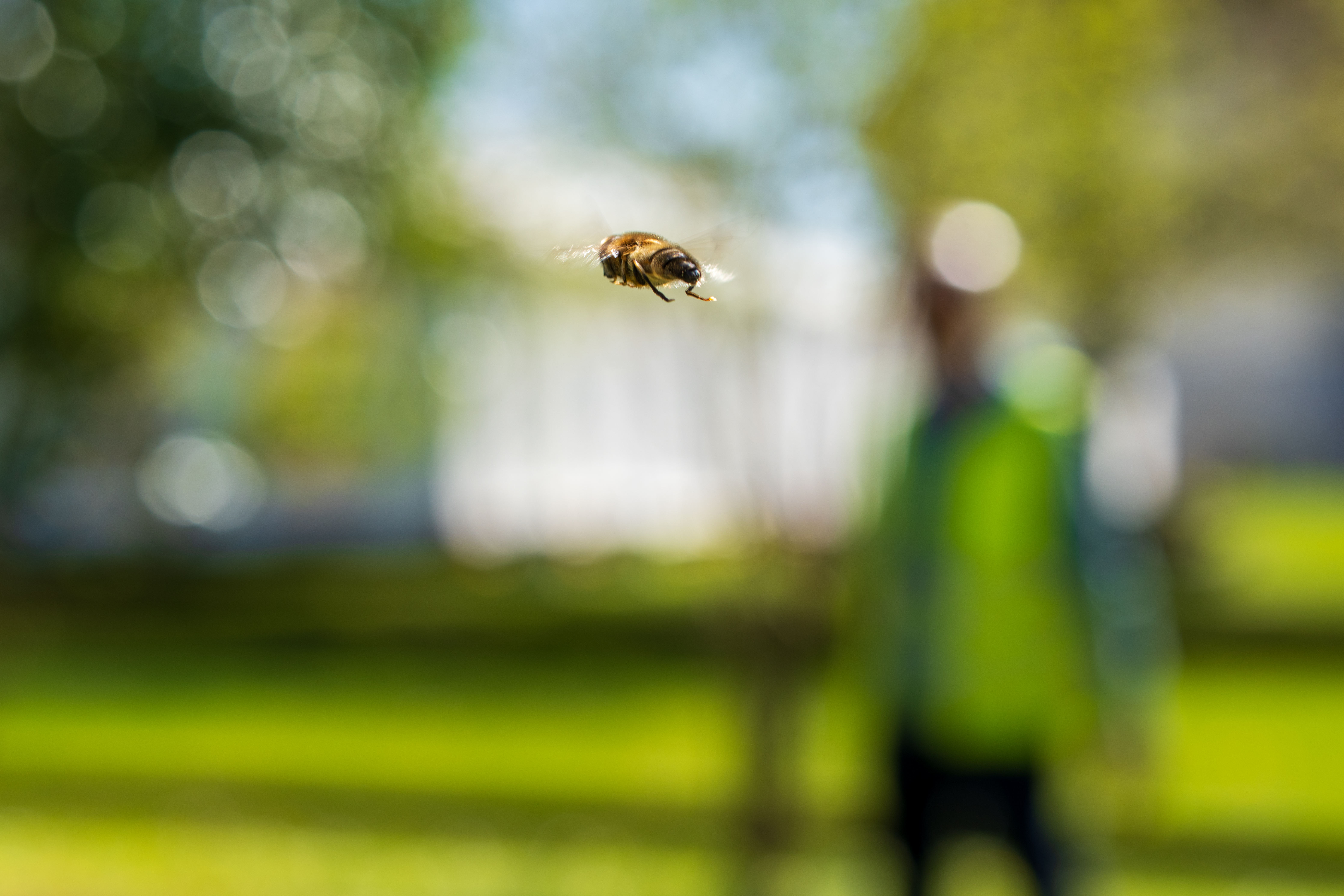 A flying bee in focus; behind a man and some nature and a building very much not in focus